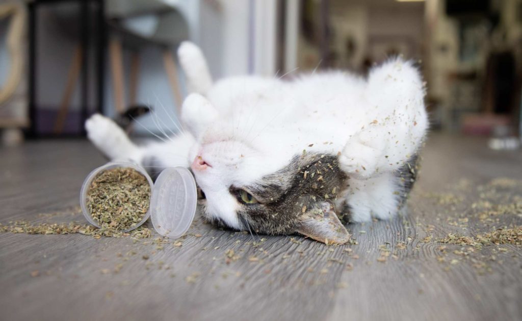 CATNIP