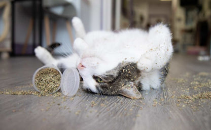 CATNIP