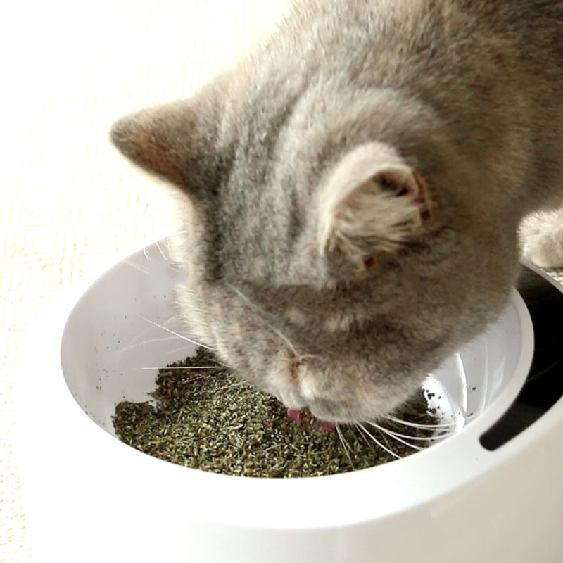 CATNIP