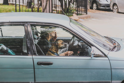 Honden auto gordel